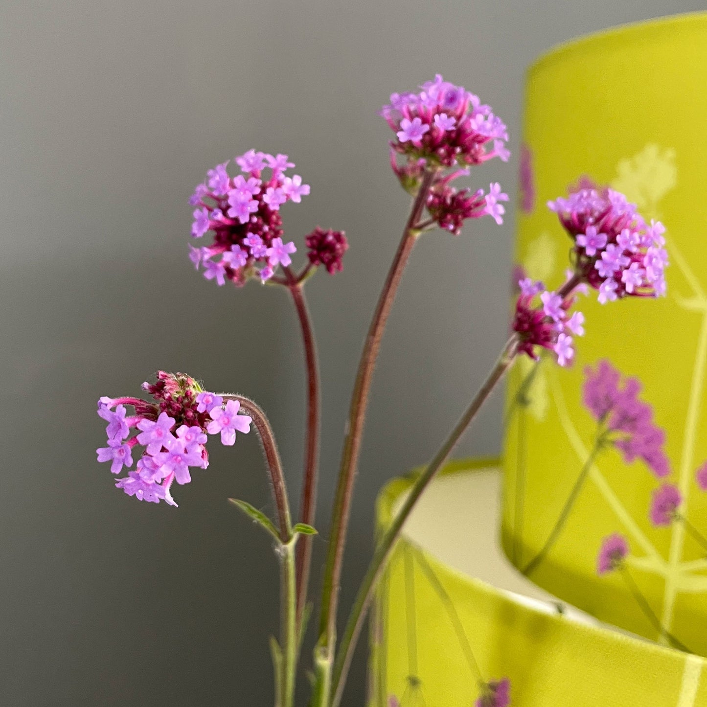 Verbena bonariensis lampshade